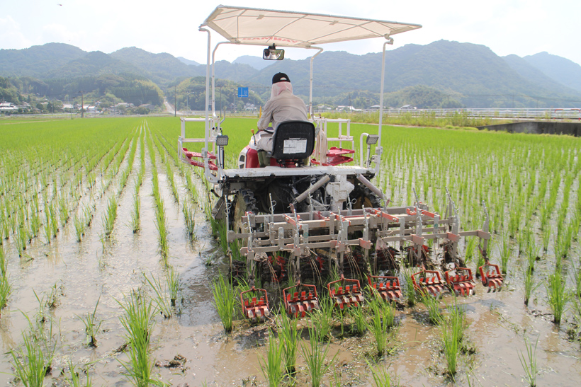 自然栽培米ミナミニシキを作る前田さんが振り返る令和2年の米作り