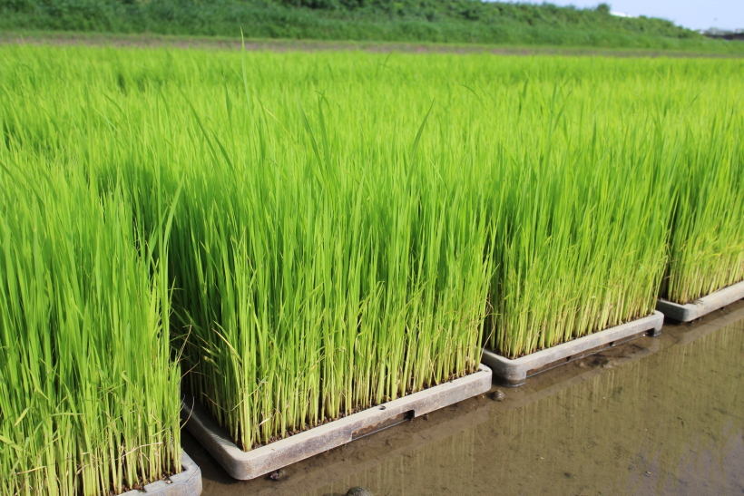 自然栽培米vs慣行栽培米 田植えの違いとは!?