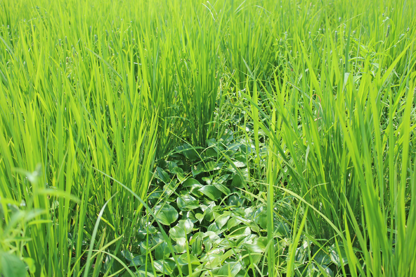 草は味方か敵か！？水田比較　自然栽培米VS慣行栽培米