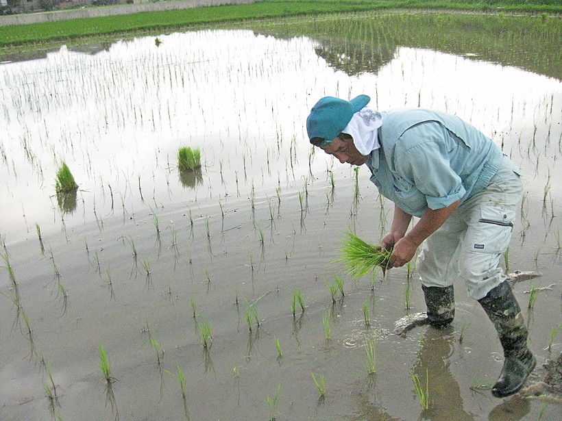 前田自然栽培米ミナミニシキの除草と補植作業