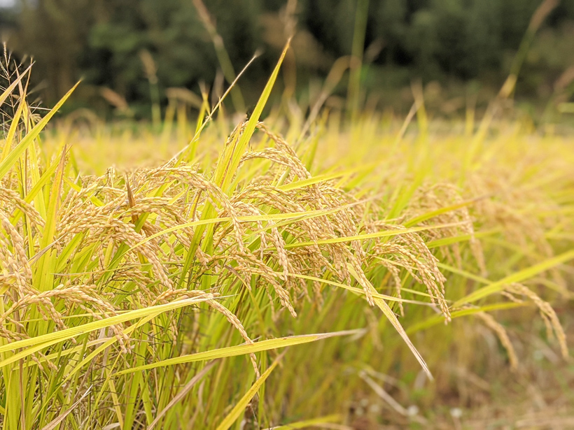 縄田自然栽培米ミナミニシキの稲