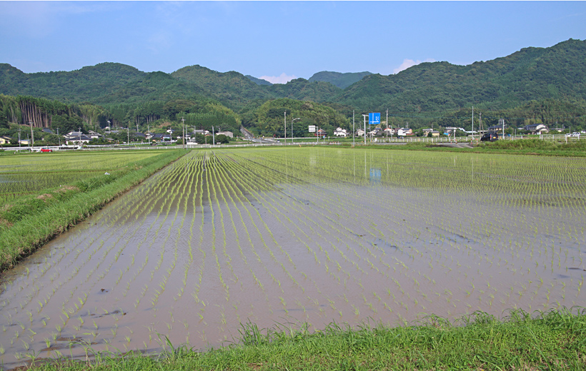 自然栽培米ミナミニシキの田んぼ
