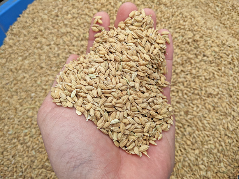 自然栽培米ミナミニシキの種籾