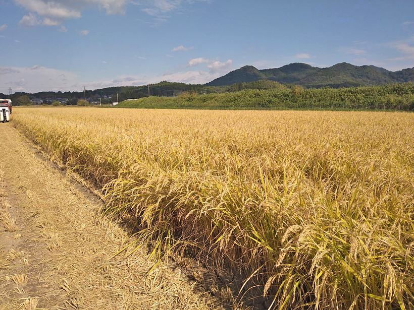 自然栽培米ミナミニシキ収穫