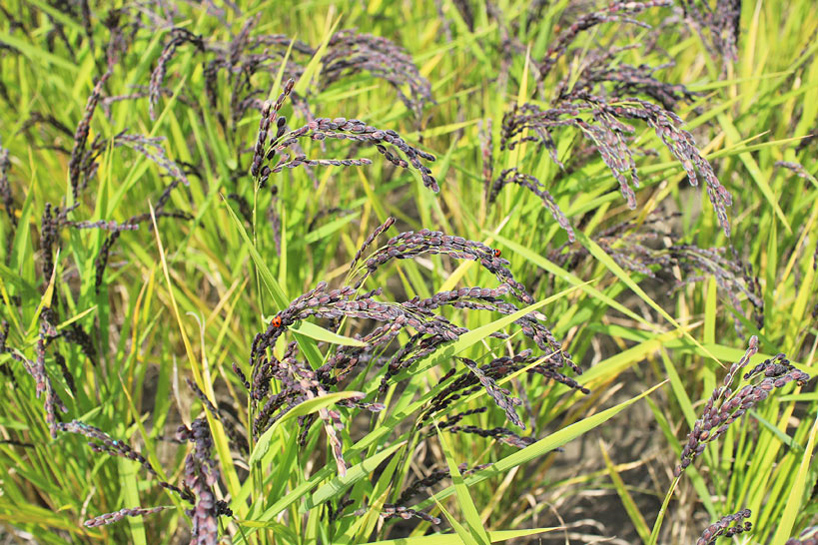 自然栽培古代米緑米