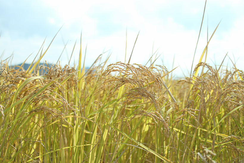 自然栽培米ミナミニシキの稲
