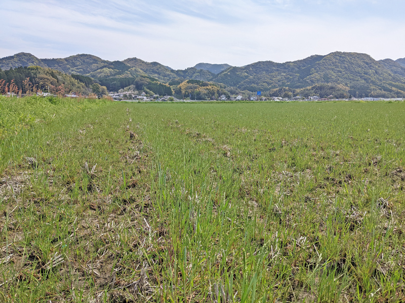 自然栽培米ミナミニシキの冬の田んぼ